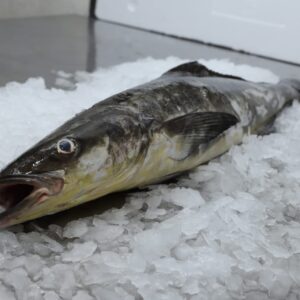 Cobia Fish (2)