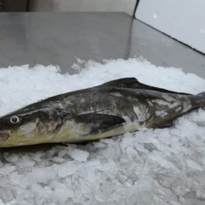 Cobia Fish