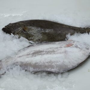 Southern Flounder