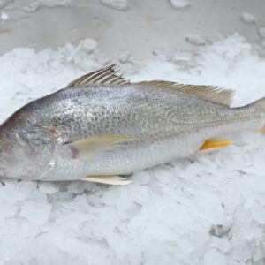 Yellowfin Croaker